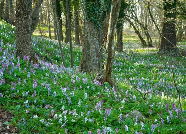  Primavera en el verde 